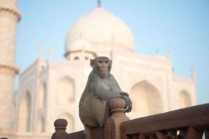Private Tour: Day Trip to Agra from Dehi including Taj Mahal and Agra Fort - The Itinerary in Detail