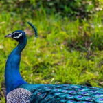 Private Tour from Ella to Mirissa with Udawalawe Safari - The Sum Up: A Well-Rounded Sri Lankan Day Trip