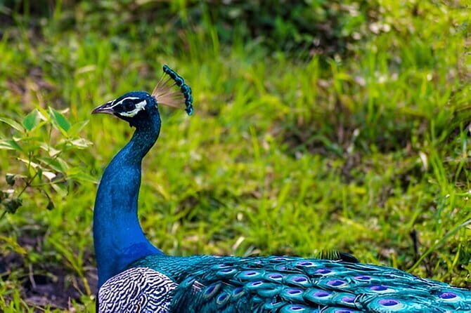 Private Tour from Ella to Mirissa with Udawalawe Safari - The Sum Up: A Well-Rounded Sri Lankan Day Trip
