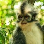 Private Tour: Half Day Tour Bukit Lawang & Orang Utan Jungle Trekking - FAQ