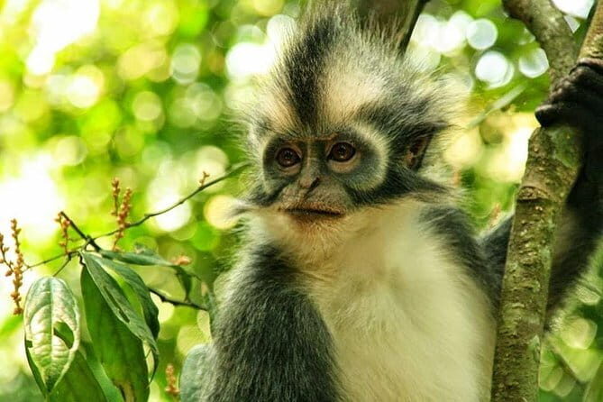 Private Tour: Half Day Tour Bukit Lawang & Orang Utan Jungle Trekking - FAQ