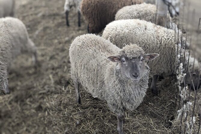 Private tour Meet the Sheep of Aso and pick Aso strawberries - What Travelers Are Saying (Based on Reviews)