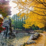 Private Tour Nami Island,Petite France,The Garden of Morning Calm - Who Is This Tour Best For?