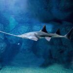 Private Tour of Shanghai Ocean Aquarium, Longhua Temple and Oriental Peal Tower - Who Would Love This Tour?
