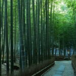 Private Tour of the Ancient Capital Kamakura from Tokyo - Exploring Kamakura’s Historic Heart: Tsurugaoka Hachimangu Shrine