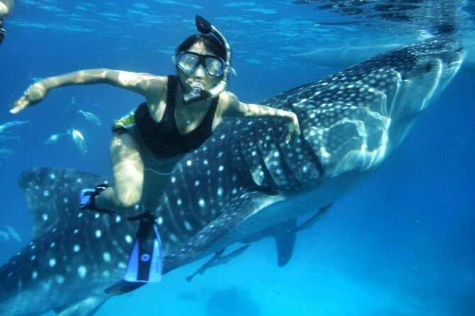 Private Tour: Oslob Cebu Whale Shark Experience - How the Tour Fits into Your Cebu Itinerary