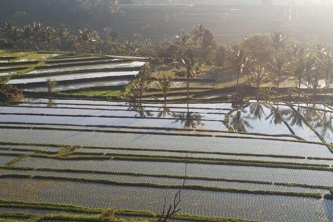 Private Tour The Beauty of Waterfall And Jatiluwih Rice Terrace - Final Thoughts: Is This Tour For You?