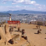 Private Tour to Arashiyama Monkey Park and Arashiyama Highlights - The Sum Up: Who Will Love This Tour?