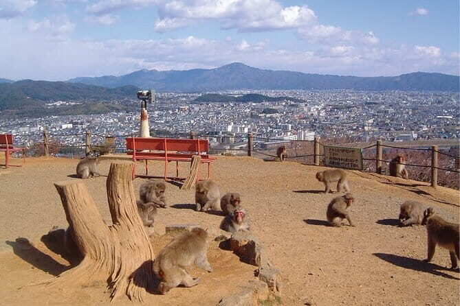 Private Tour to Arashiyama Monkey Park and Arashiyama Highlights - The Sum Up: Who Will Love This Tour?