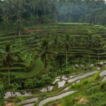 Private Tour Ubud Culture with Pick Up and Drop off - What We Love About This Tour