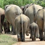 Private Tour: YALA National Park from SHANGRI-LA, Hambanthota - Frequently Asked Questions (FAQs)