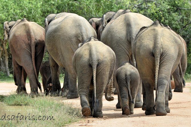 Private Tour: YALA National Park from SHANGRI-LA, Hambanthota - Frequently Asked Questions (FAQs)