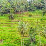 Private Tours : Highlight Ubud and Batur Volcano All Inclusive - What’s Included and What’s Not?