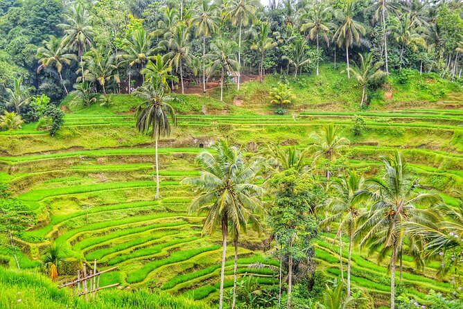 Private Tours : Highlight Ubud and Batur Volcano All Inclusive - What’s Included and What’s Not?