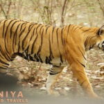 Private Transfer: Agra City to Ranthambore National Park With Abandoned City - Analyzing the Cost and Value