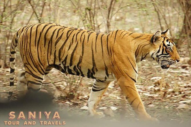Private Transfer: Agra City to Ranthambore National Park With Abandoned City - Analyzing the Cost and Value