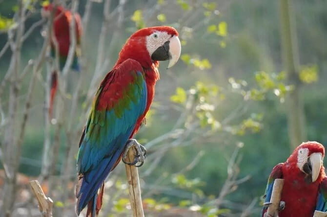 Private Transfer between Nanjing Jinniuhu Wild Animal Park and City Hotels - Who Should Consider This Experience?