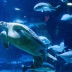 Private Transfer between Shanghai Haichang Ocean Park and City Center - Why This Transfer Service Works Well