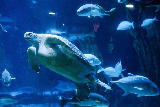 Private Transfer between Shanghai Haichang Ocean Park and City Center - Why This Transfer Service Works Well