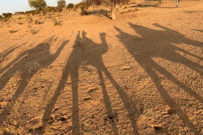 Private Transfer From Jaisalmer To Sam Sand Dunes - The Value of This Service