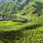 Private Transfer : Taman Negara Kuala Tahan to Cameron Highlands - Pricing & Value Analysis