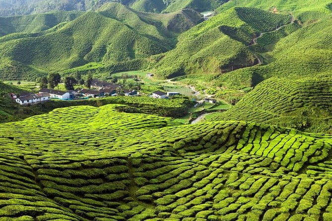 Private Transfer : Taman Negara Kuala Tahan to Cameron Highlands - Pricing & Value Analysis