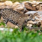 Private Transfer to Beijing Wildlife Park with Self-driving Ride Inside - Why This Tour Offers Value
