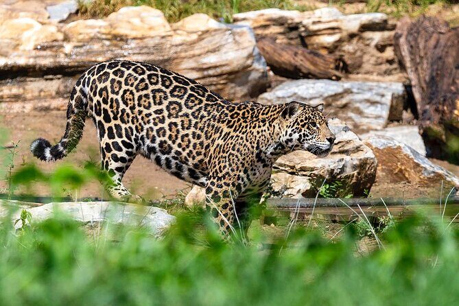 Private Transfer to Beijing Wildlife Park with Self-driving Ride Inside - Why This Tour Offers Value
