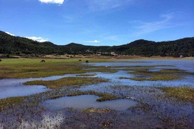 Private trekking tour to Wenhai lake from Lijiang half day service - What Travelers Say