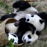 Private Wolong Panda Base and Earthquake Site Day Tour - The Sum Up