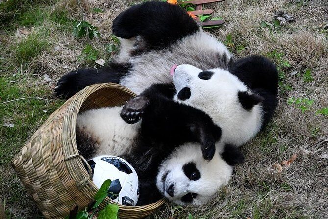 Private Wolong Panda Base and Earthquake Site Day Tour - The Sum Up