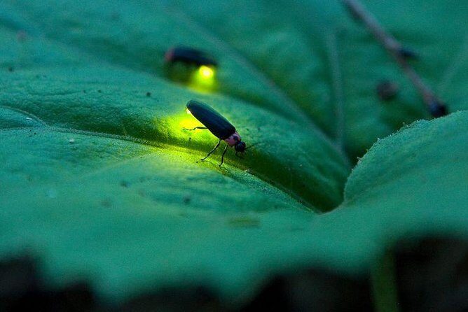 Puerto Princesa: Shared Firefly Watching - Considering the Price and Value