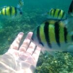 Pulau Payar Snorkeling Tour in Langkawi - FAQ
