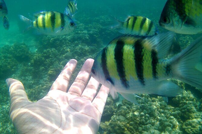 Pulau Payar Snorkeling Tour in Langkawi - FAQ