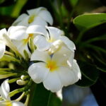 Purify and Renew with the Ultimate Cleansing Experience in Ubud - Optional Activities: Waterfall or Market & Monkey Forest