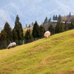 Qingjing Farm & Gaomei Wetlands Day Tour | From Taichung - Transportation & Overall Experience