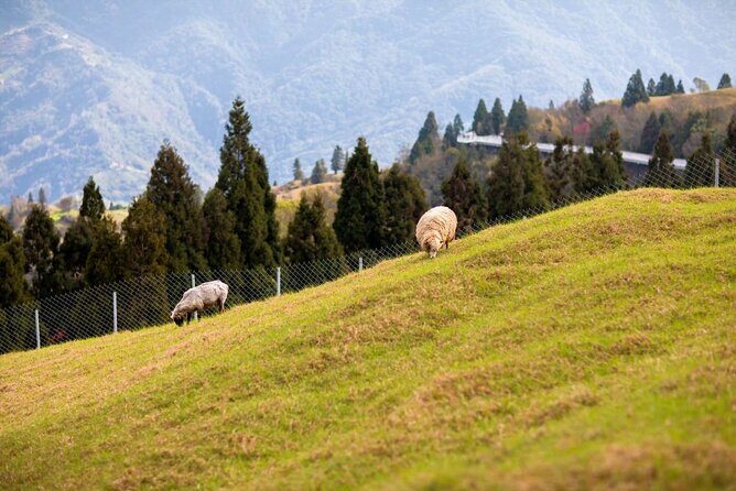 Qingjing Farm & Gaomei Wetlands Day Tour | From Taichung - Transportation & Overall Experience