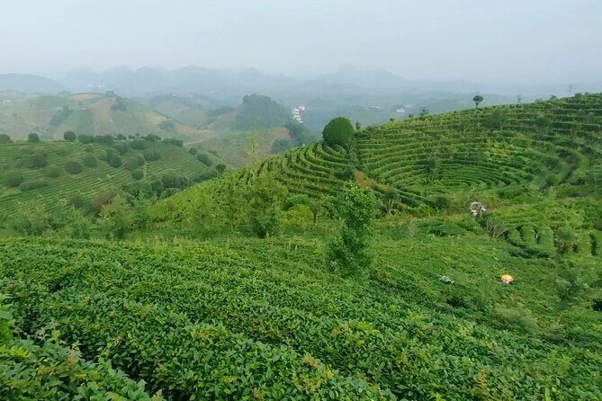 Qixianfeng Tea Plantation Tour in Yangshuo - What to Expect in Terms of Value and Experience