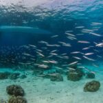 Racha Yai Dive Trip from Phuket - An In-Depth Look at the Racha Yai Dive Trip