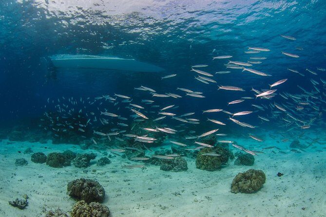 Racha Yai Dive Trip from Phuket - An In-Depth Look at the Racha Yai Dive Trip