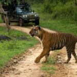 Ranthambhore Tour With One Ride Of Jungle By Gypsy - A Practical Guide to the Ranthambhore Day Trip