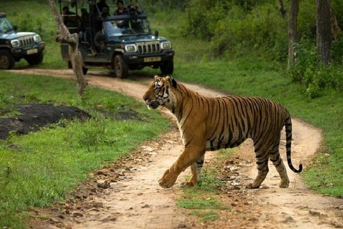 Ranthambhore Tour With One Ride Of Jungle By Gypsy - A Practical Guide to the Ranthambhore Day Trip