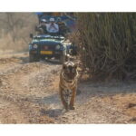 Ranthambore national park Safari Booking  Jeep & Canter Tours - Practical Tips for Your Safari