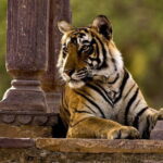 Ranthambore Tiger Safari Tickets With Optional Transfers - Who Is This Tour Best For?