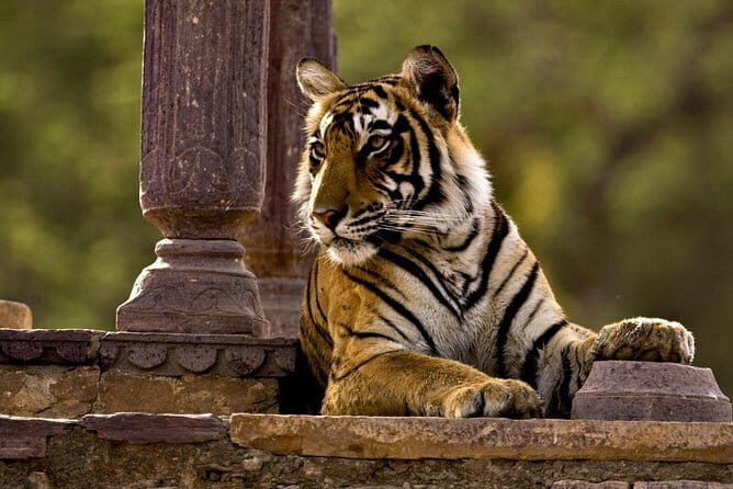 Ranthambore Tiger Safari Tickets With Optional Transfers - Who Is This Tour Best For?