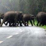 Ranthambore Tour with Kanha and Bandhavgarh - Exploring the Itinerary in Detail