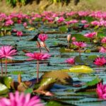 Red Lotus garden market with Thai culture halfday tour - Final Thoughts