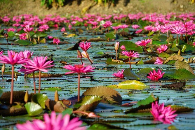 Red Lotus garden market with Thai culture halfday tour - Final Thoughts