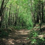 Relax and refresh in Karuizawa Forest! Shinanoji down trekking around two people - Authentic Insights from Past Participants