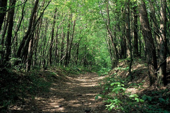 Relax and refresh in Karuizawa Forest! Shinanoji down trekking around two people - Authentic Insights from Past Participants